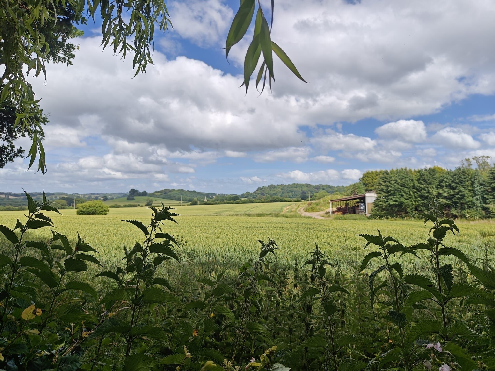 A rural landscape with a field, a small building, and a path.