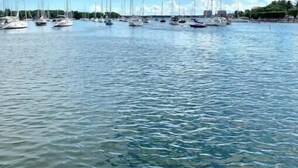 Un puerto deportivo con varios veleros amarrados.