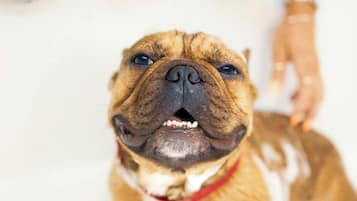 1 makuuhuone, ylelliset vuodevaatteet, minibaari, tallelokero huoneessa