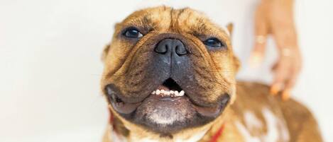 1 chambre, literie de qualité supérieure, minibar