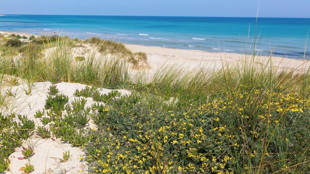 Una playa con dunas de arena y flores amarillas.