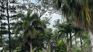 A lush garden with diverse vegetation, including palm trees and flowering plants, and a street lamp. - Casa de Campo (El Valle de Antón)
