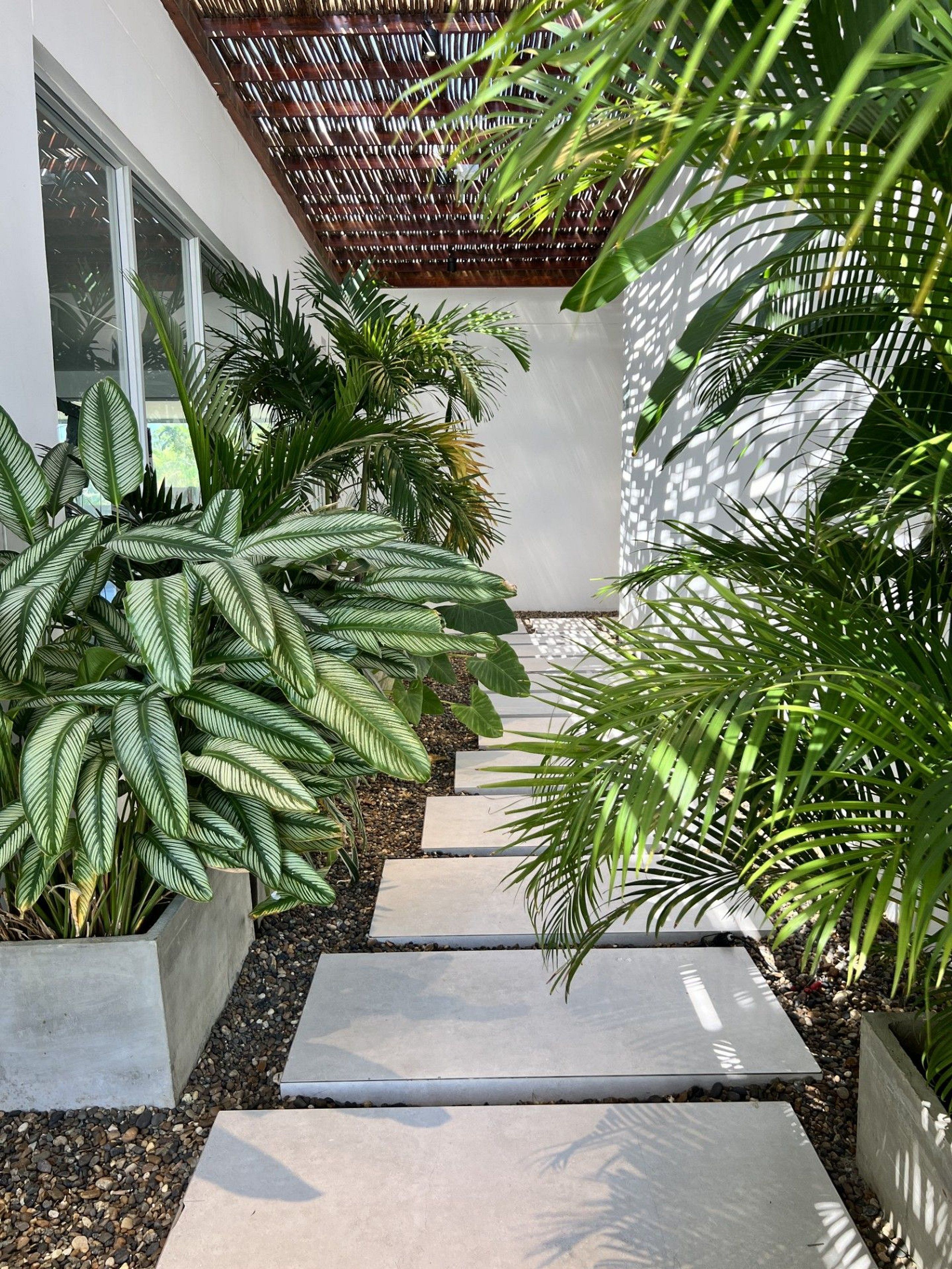 A pathway flanked by large potted plants and a pergola structure.