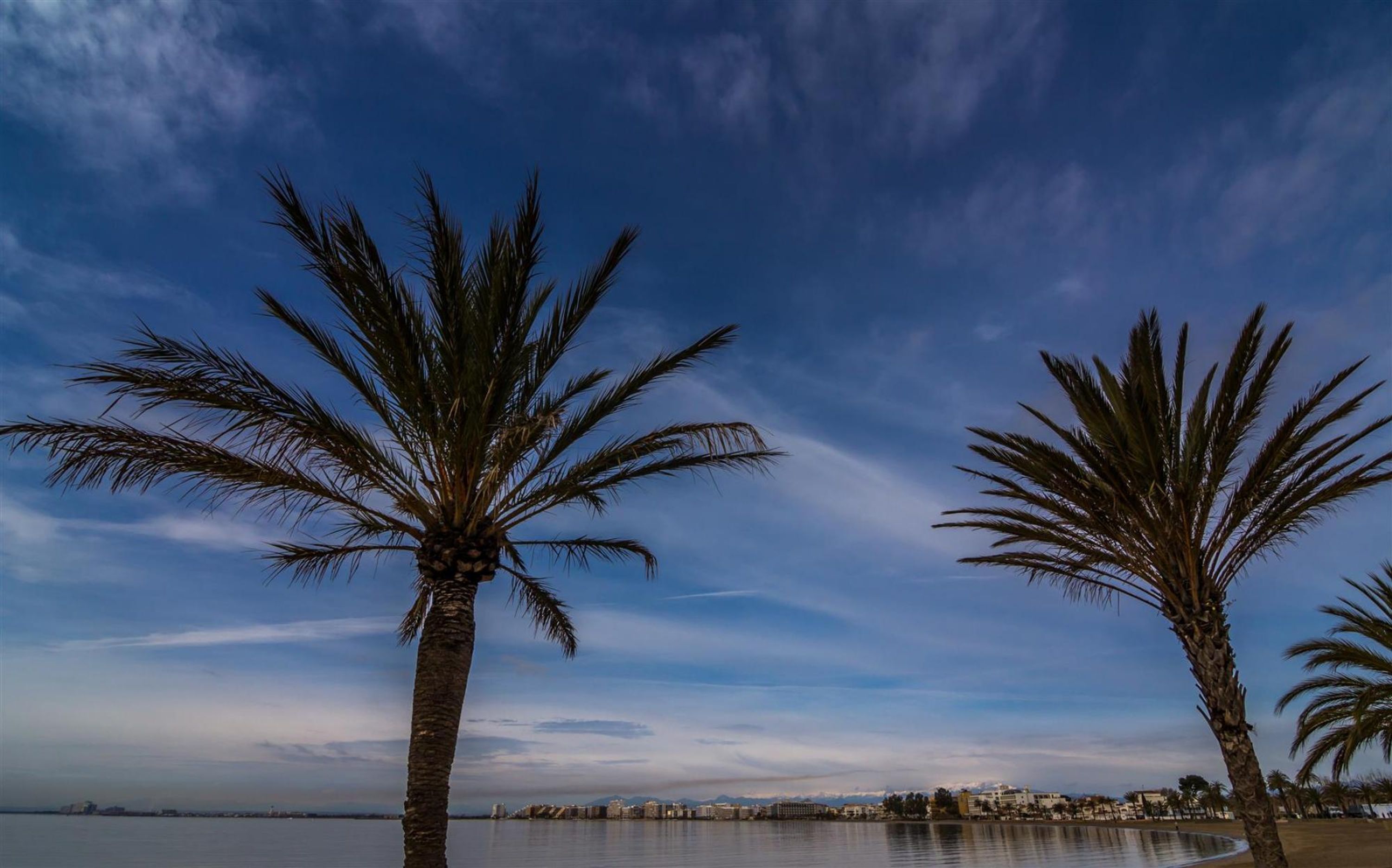 A coastal scene with palm trees and a calm sea.