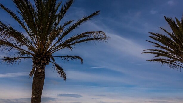 A coastal scene with palm trees and a calm sea.