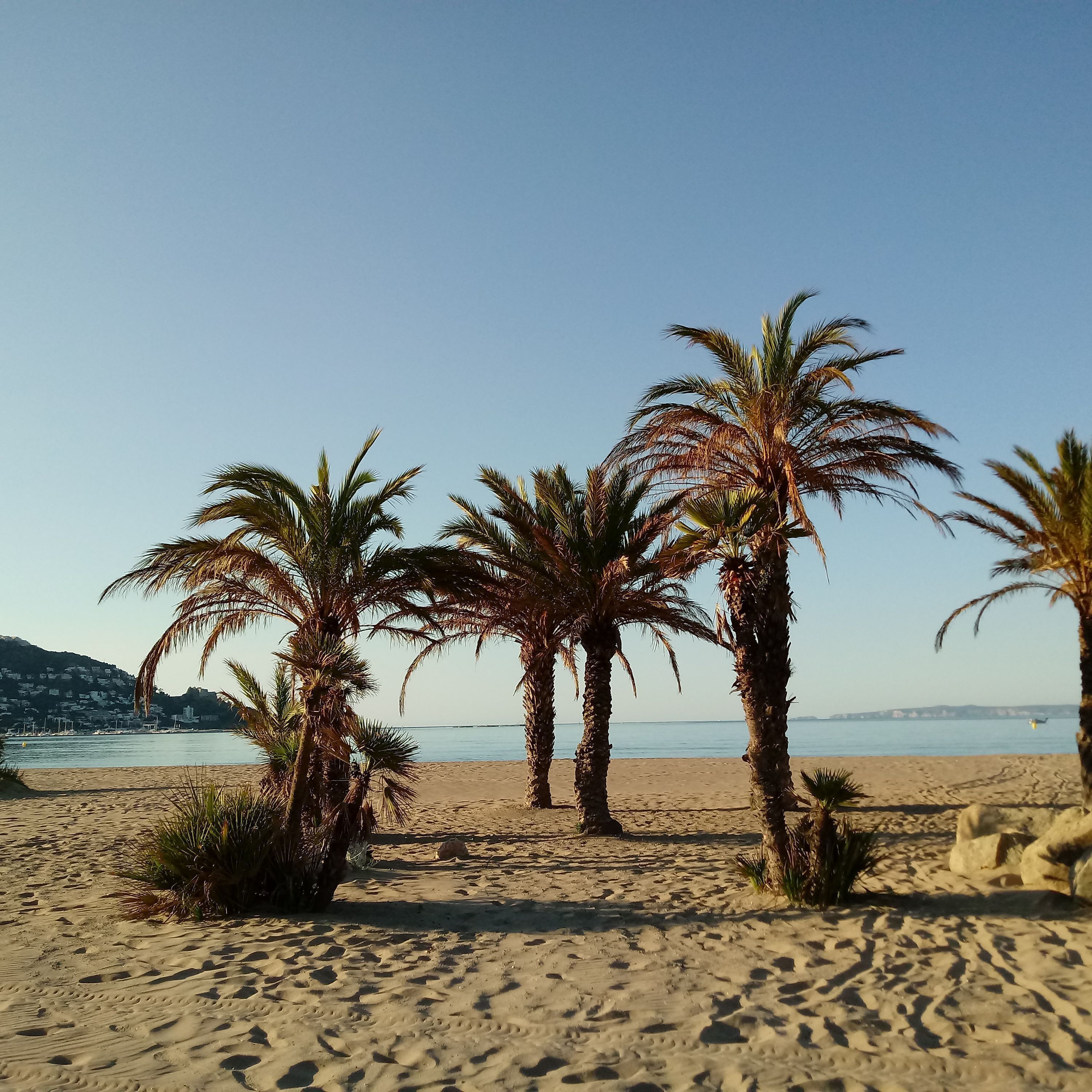 Ein sandiger Strand mit Palmen und freiem Blick auf das Meer.