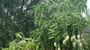 A tree with numerous green fruits hanging from its branches. - Country Road, Take me Home- your own Island Cottage! (Savannah)