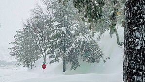 A snowy landscape with a stop sign and a tree.