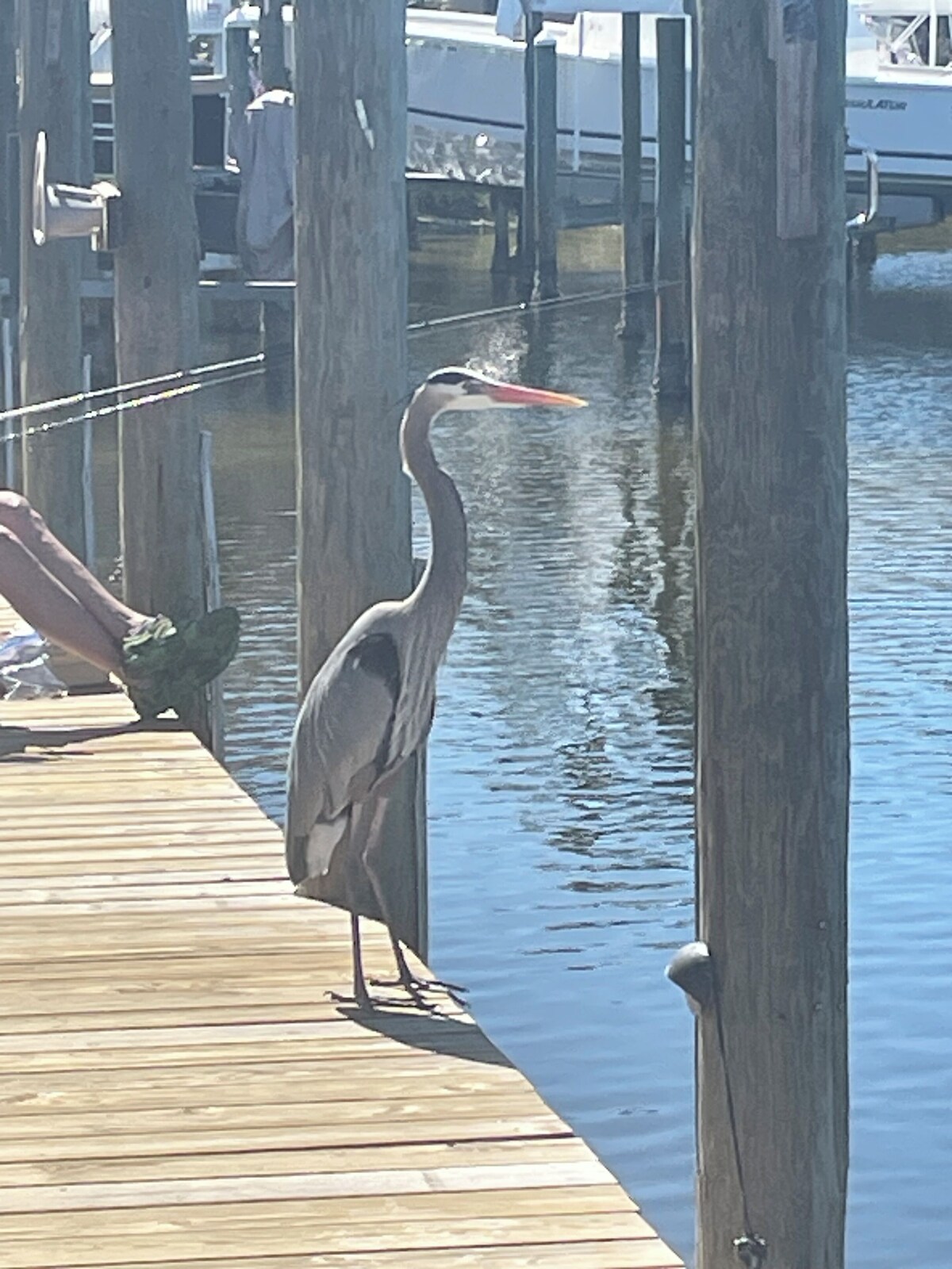 Photo 25 of Coastal Charm, CANAL FRONT 🌴Condo, 5 Pools, Hot Tub, walk to beach Dog-Friendly!