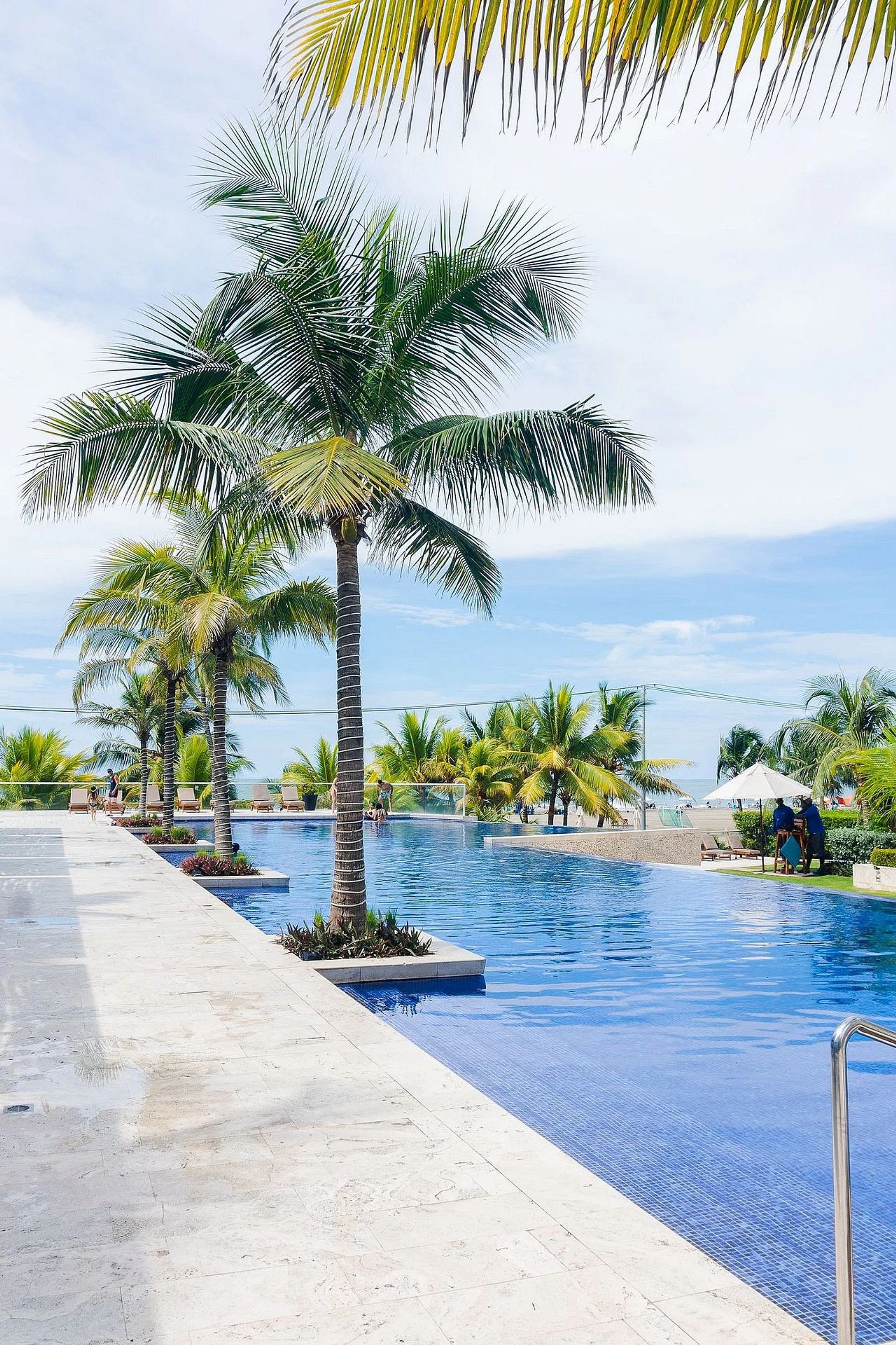 Zona de piscina con palmeras y sillas de descanso.
