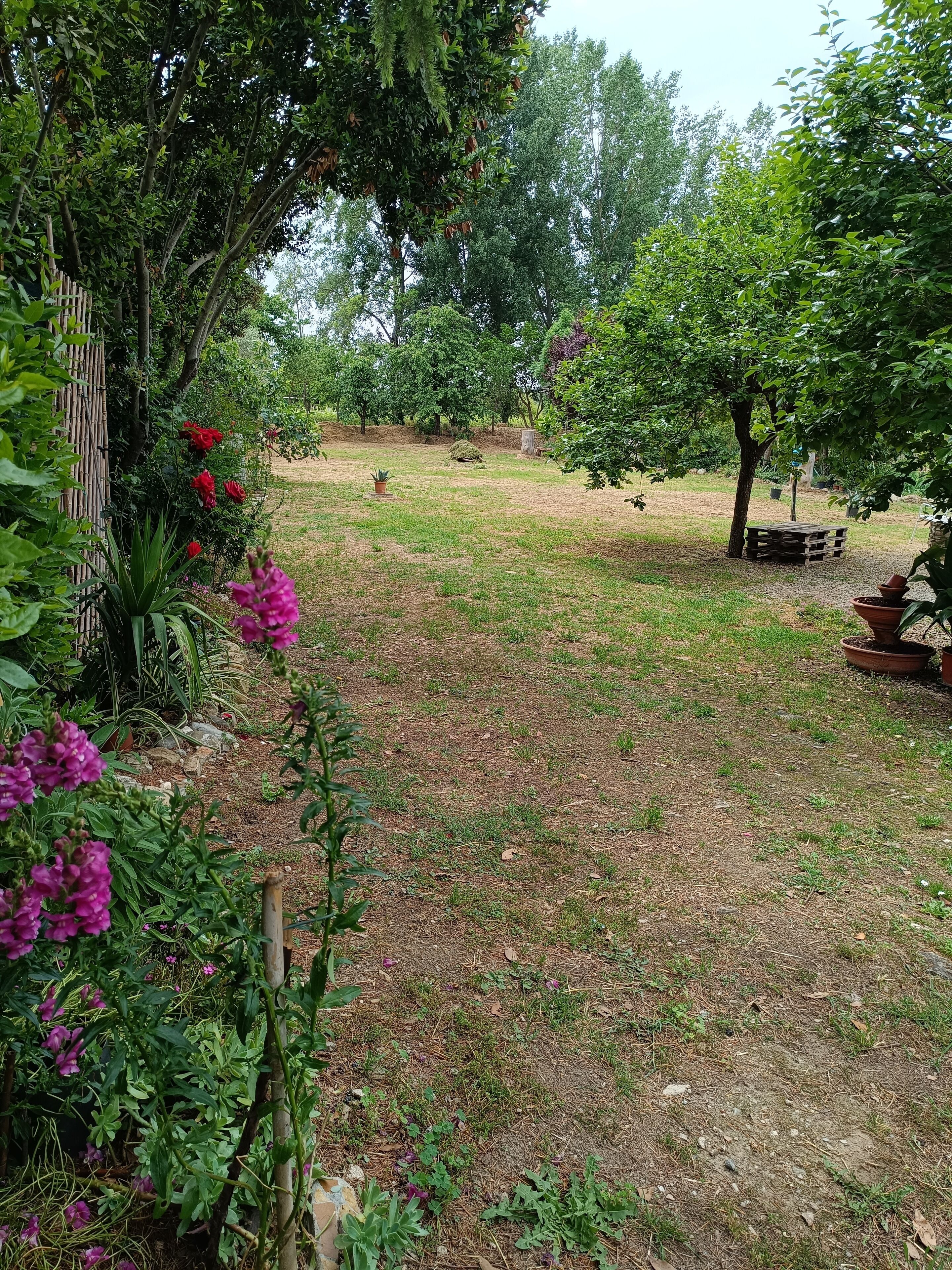 Een tuin met diverse planten en bomen, een houten omheining en een gazon.