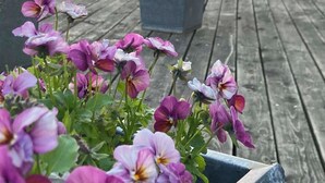 A wooden deck with potted flowers and a white balustrade.