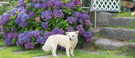 A white dog standing in front of a bush of purple hydrangeas.
