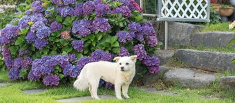 Namhae Ryu&lee Pet Pension