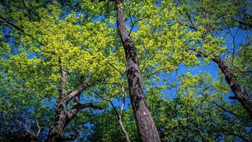 2 bedrooms, desk, free WiFi, bed sheets