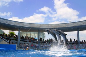 A dolphin show with an audience watching from a covered viewing area.