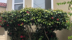 A building with a window and a bush with red flowers. - Quiet, Cat-Enabled Paradise in the Heart of San Francisco (San Francisco)