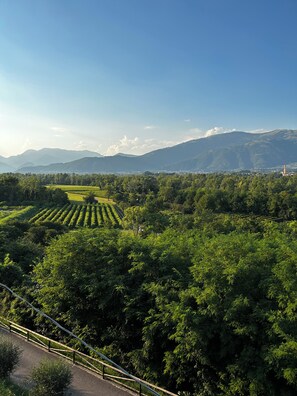 Un vignoble avec des rangées de vignes et une vue lointaine sur des montagnes sous un ciel dégagé.