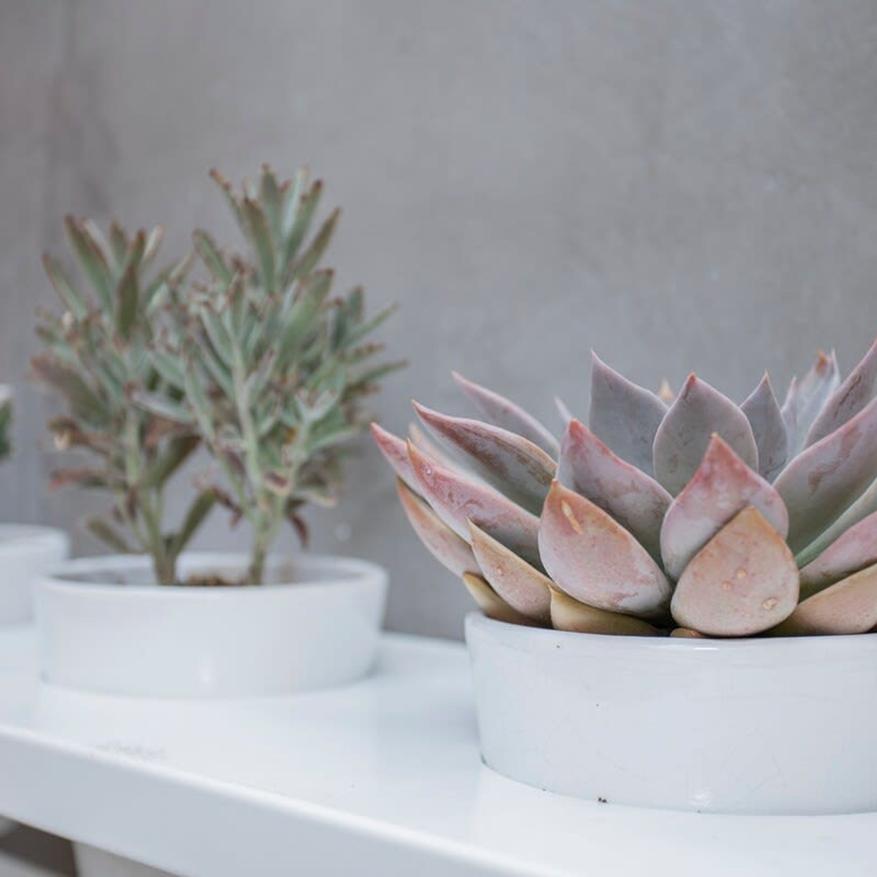 Una planta suculenta en maceta sobre un estante blanco.