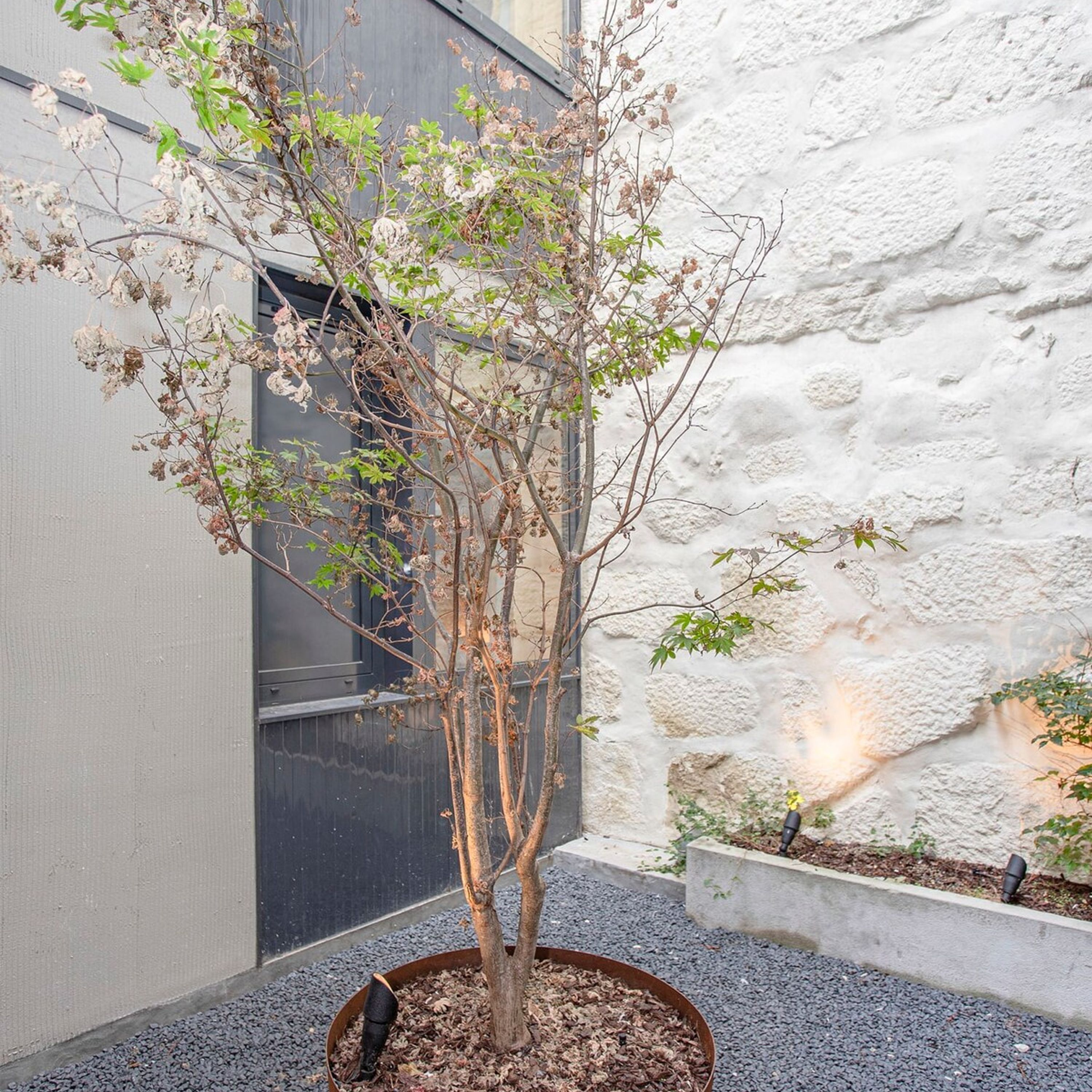 Un arbre planté dans un bac, avec un sol recouvert de gravier, un mur blanc à texture et une porte noire en arrière-plan.