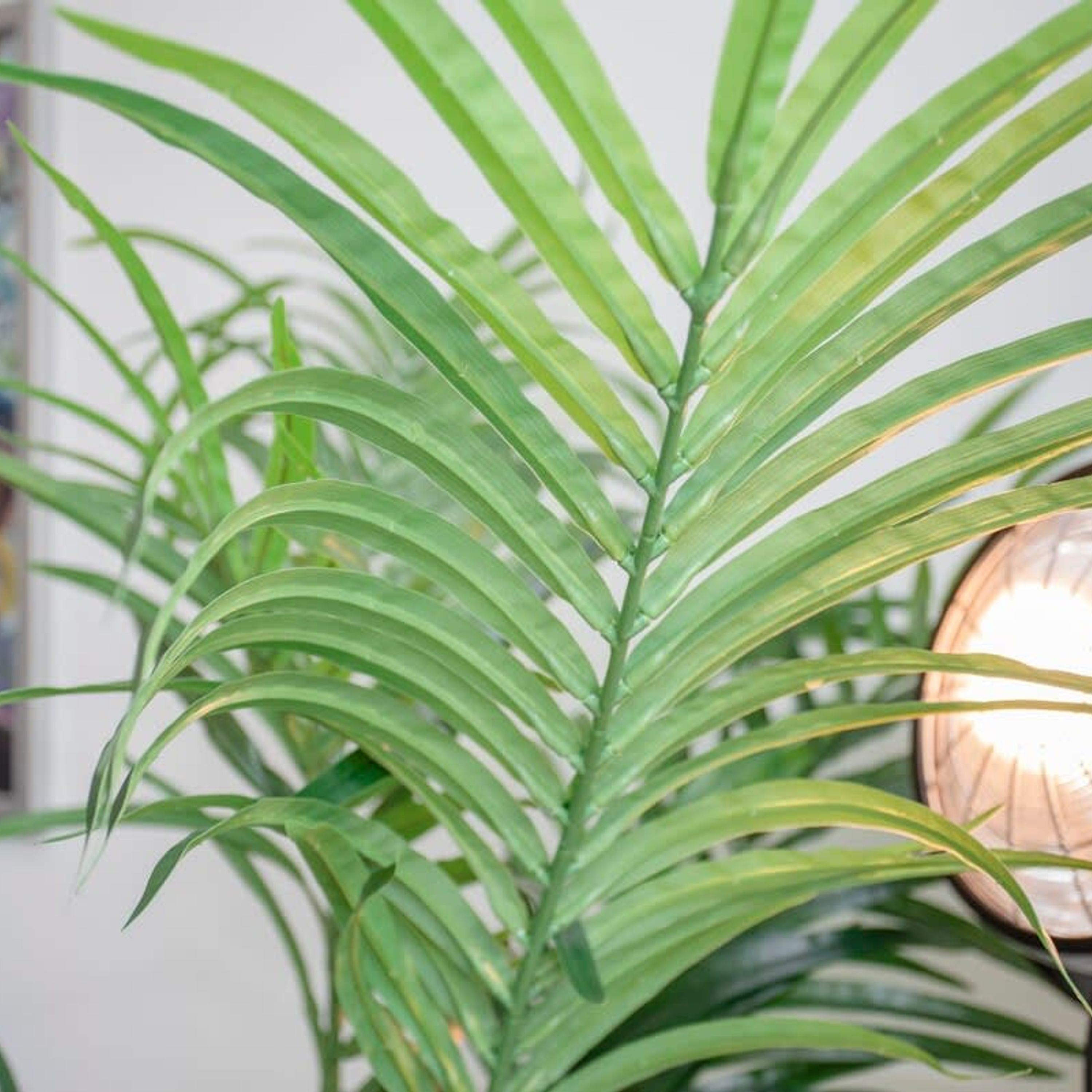 A close-up of a green plant with long, slender leaves.