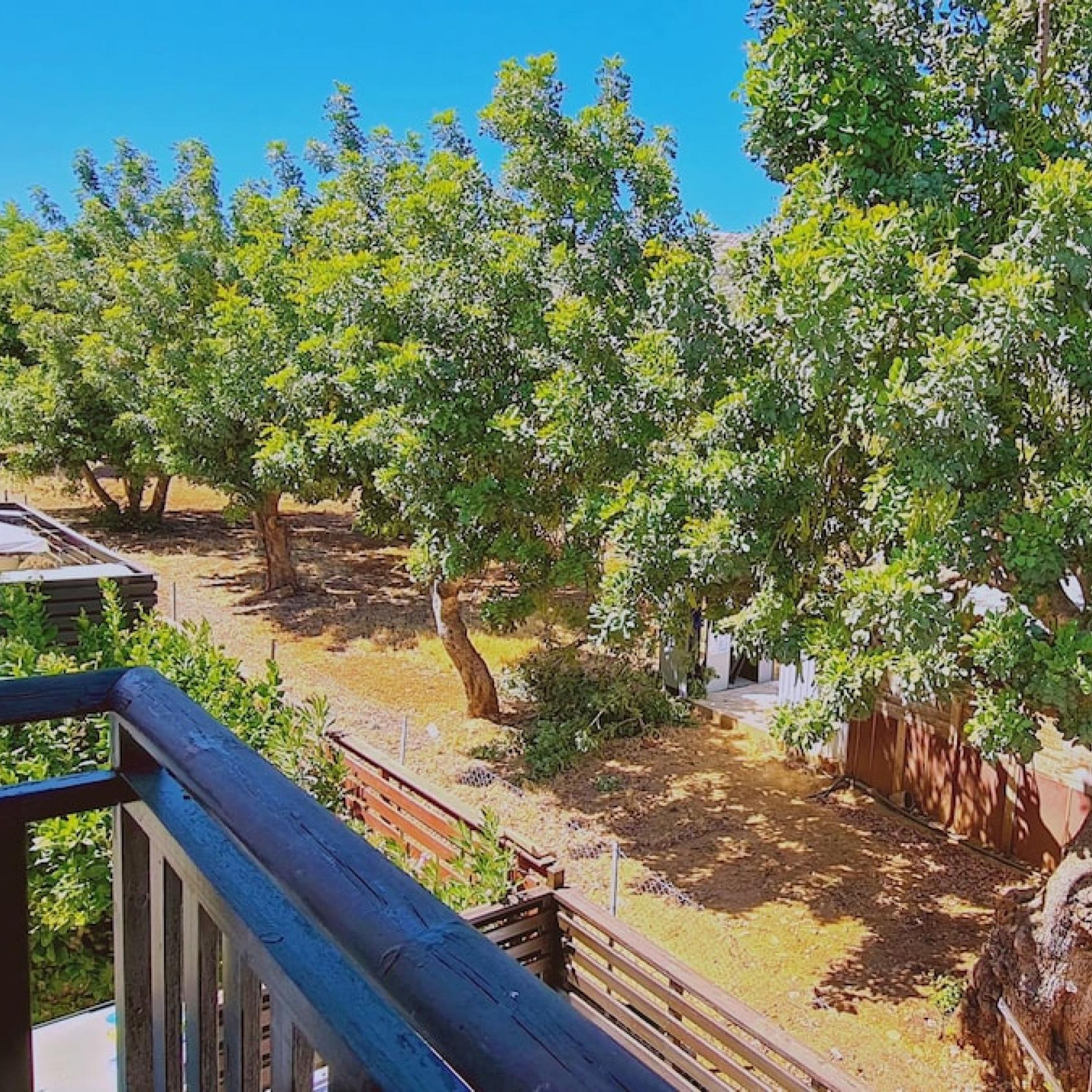 Vista de un huerto con árboles y una valla de madera.