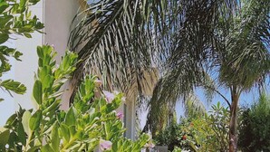 A pathway lined with greenery and palm trees, leading to a building with a white facade. - 51 PER - Sunny Bay Villa (Paralimni)