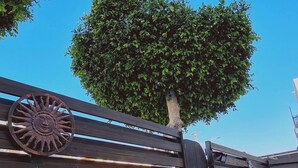 Ein Holzzaun mit einer Sonnenscheibe aus Metall und einem ordentlich geschnittenen Baum.