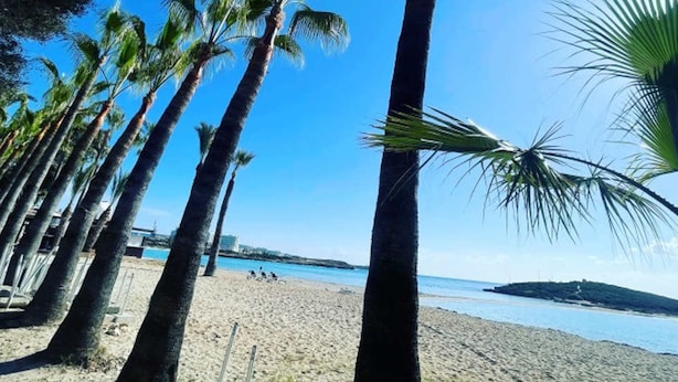 A beach with tall palm trees and a clear blue sky. - 112 AN - Stay Paradise Sands Studio (Ayia Napa)