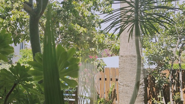 A garden with various plants and a tall palm tree. - 122 VOR - Stay Cactus House (Oroklini)