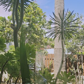 Un jardín con diversas plantas y una palmera alta.