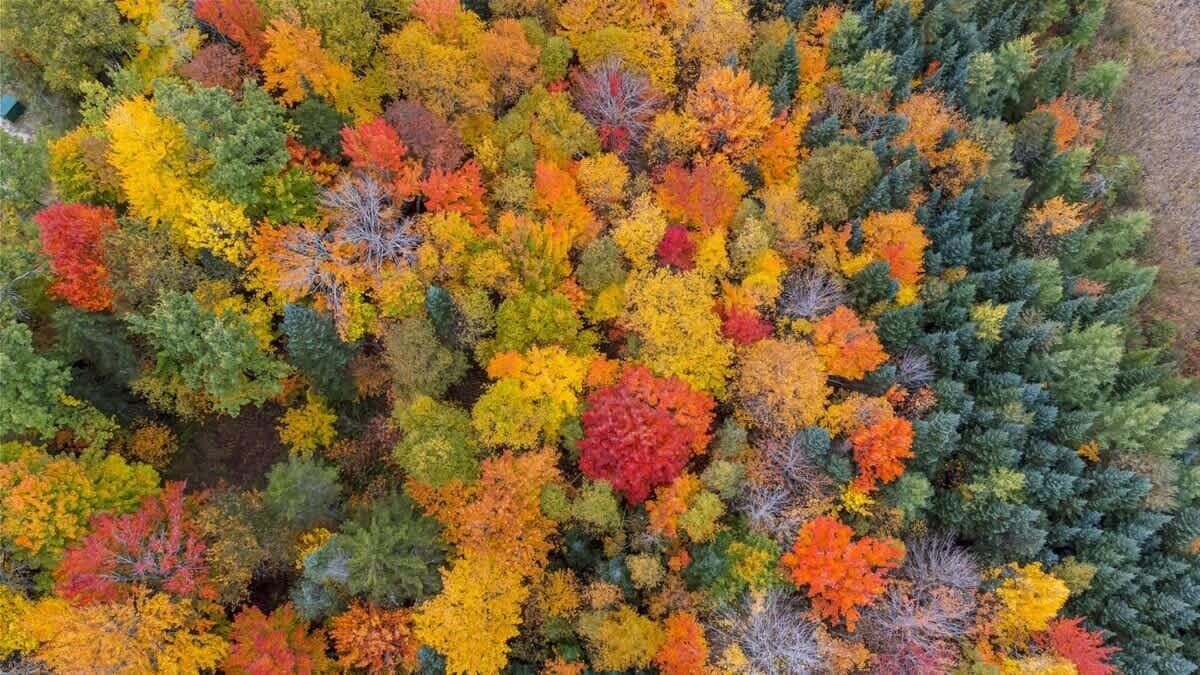 Vista aérea de un bosque denso con diversidad de árboles en tonos otoñales.