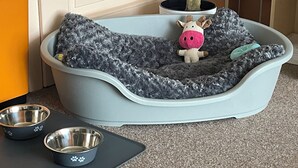 Un panier pour animal de compagnie avec un jouet en peluche et une petite plante, deux gamelles en métal et un tapis gris.