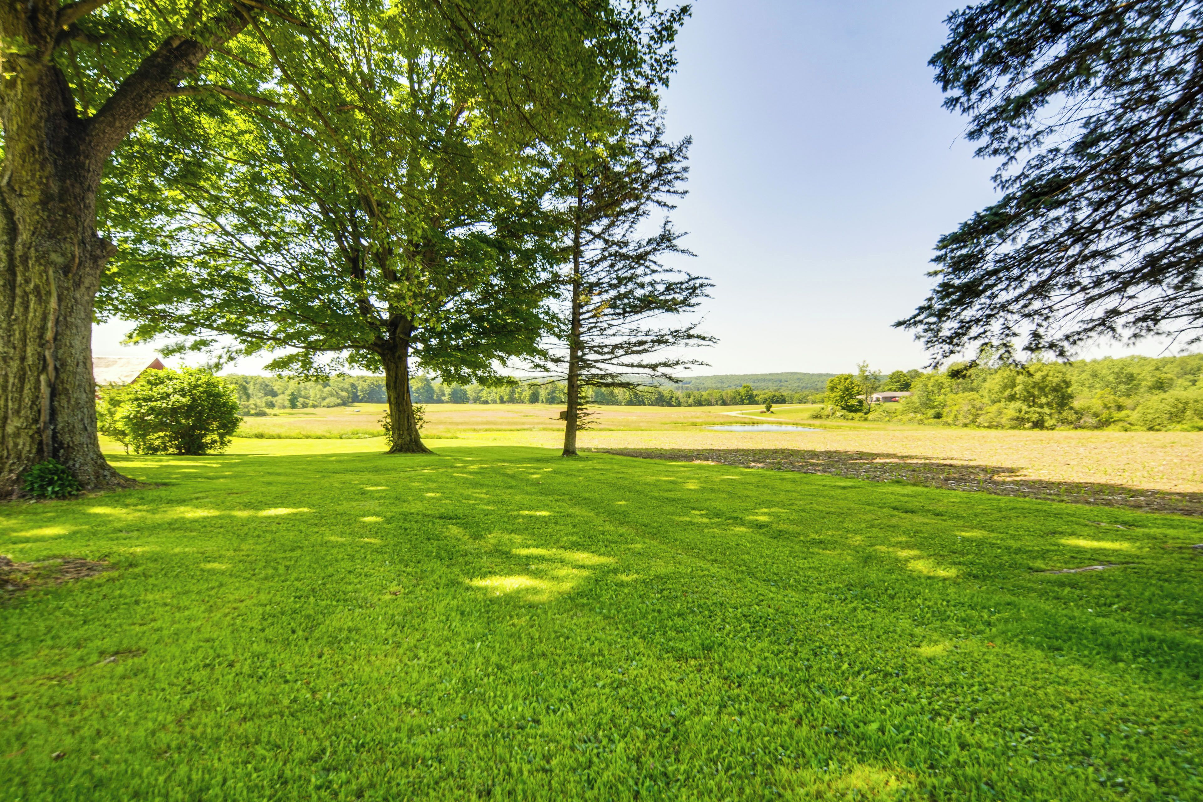 A grassy field with trees and a clear sky.