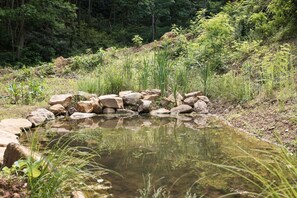 A natural pond surrounded by rocks and greenery. - 9 Forested Acres  Hot Tub  4 miles to downtown Asheville (Asheville)