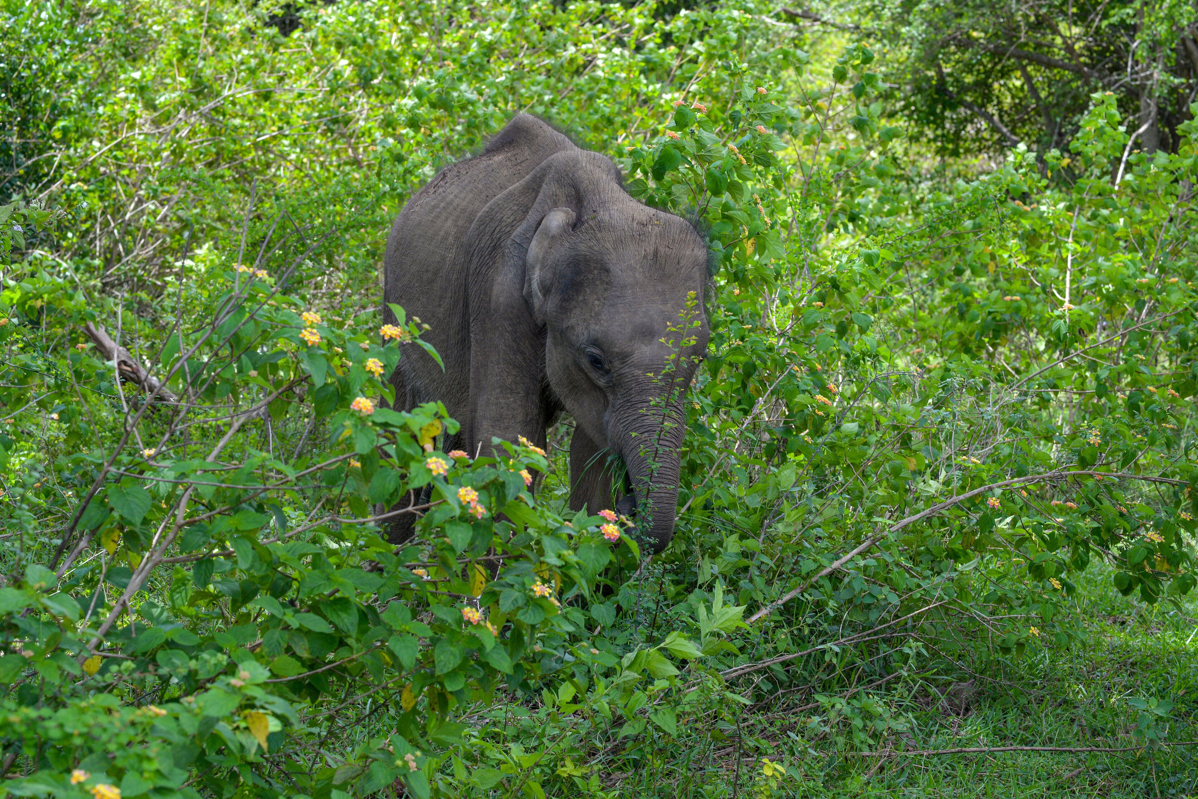 Safari