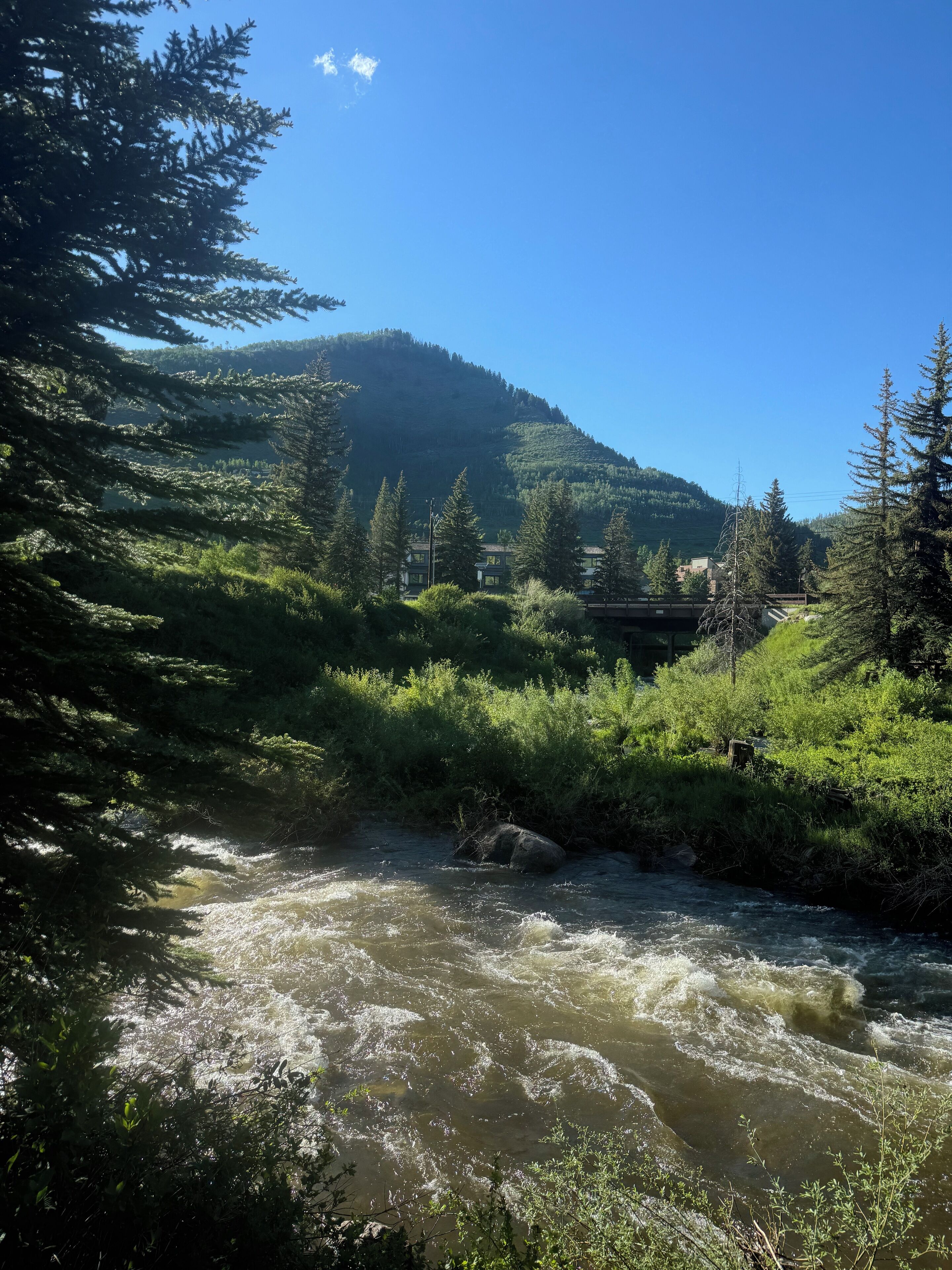 Un río serpentea por una zona boscosa con una montaña al fondo.