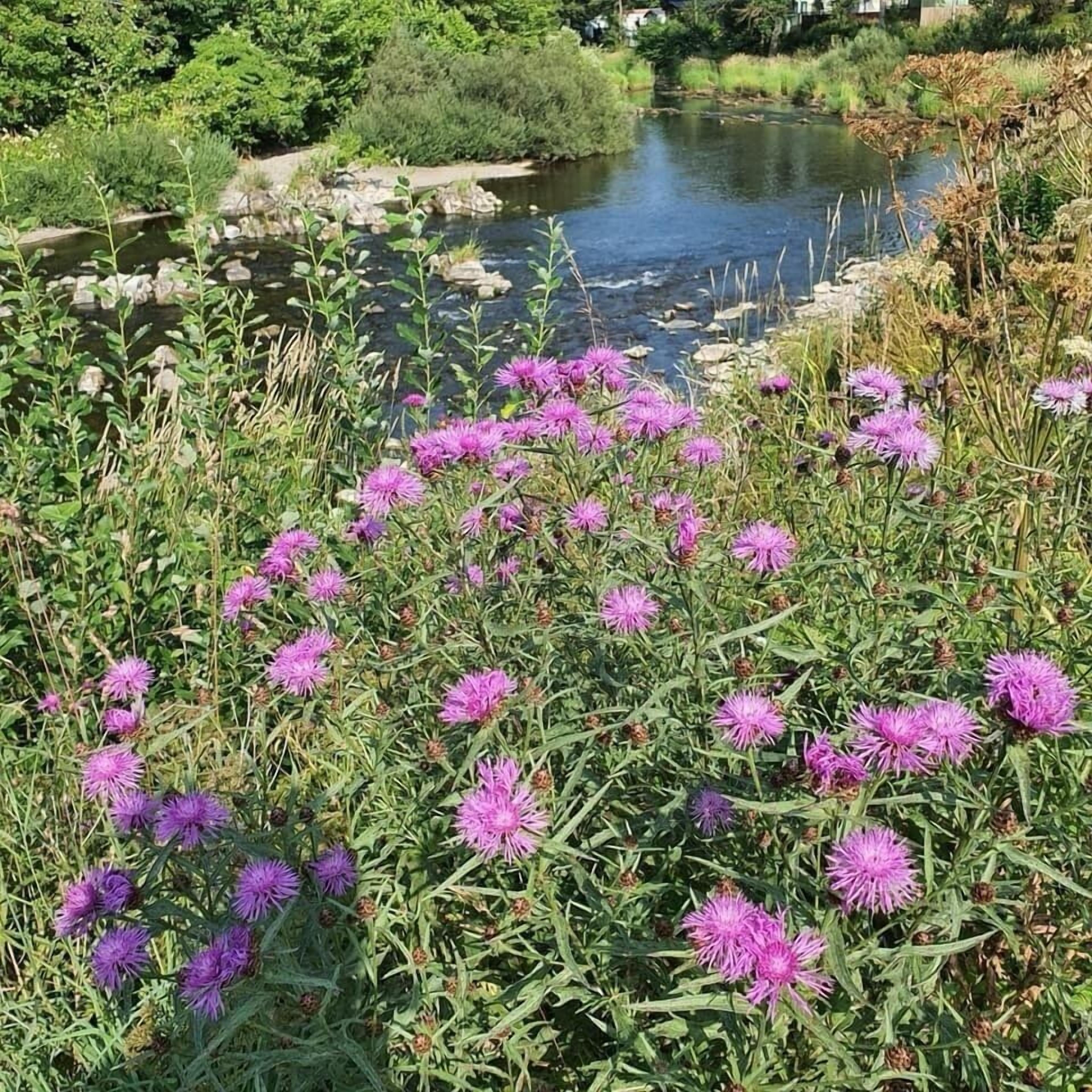 Un paisaje natural con un río, vegetación densa y flores de cardo morado.