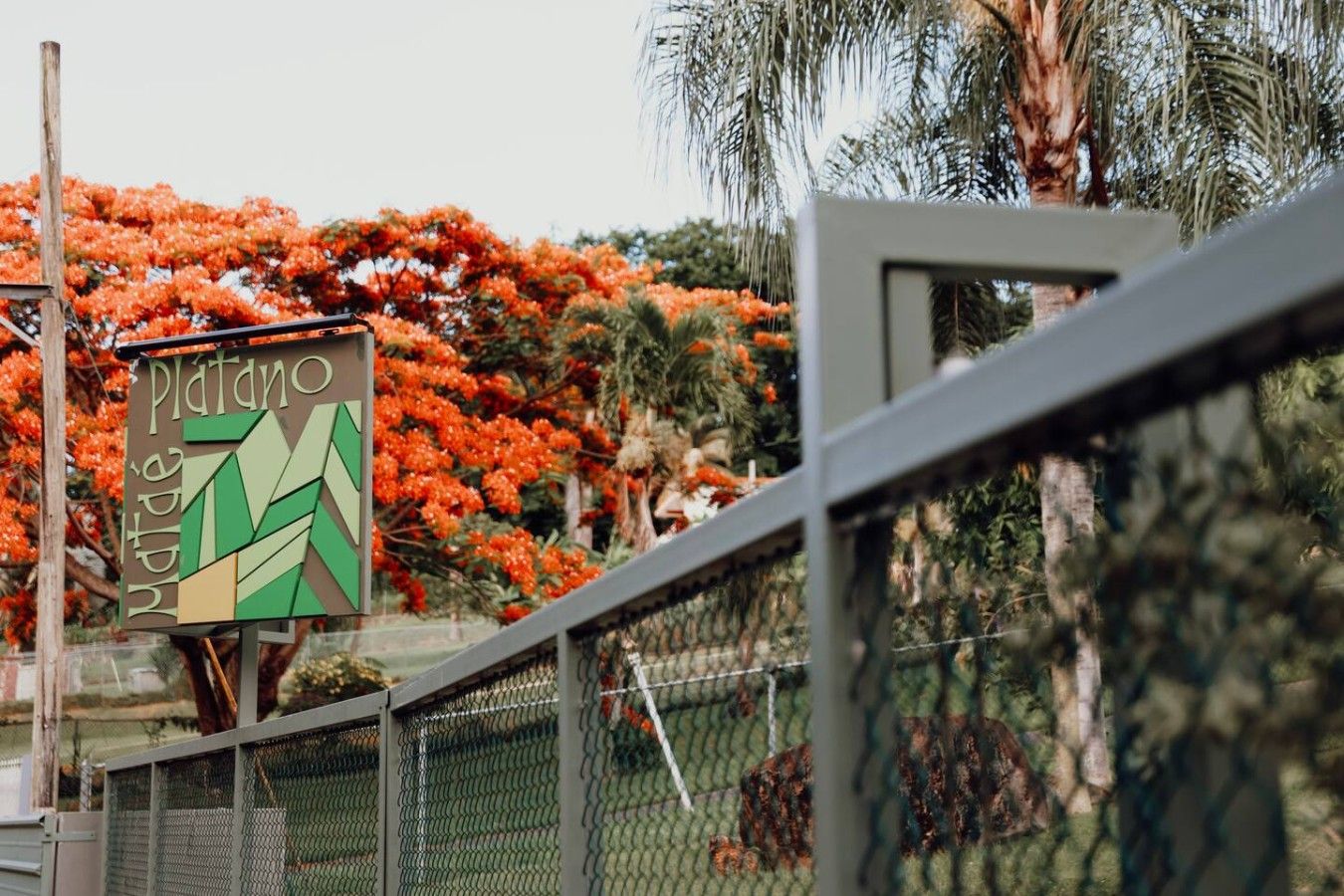 A sign with the text 'Platanos' and a geometric design, set against a backdrop of orange flowering trees and a chain-link fence.