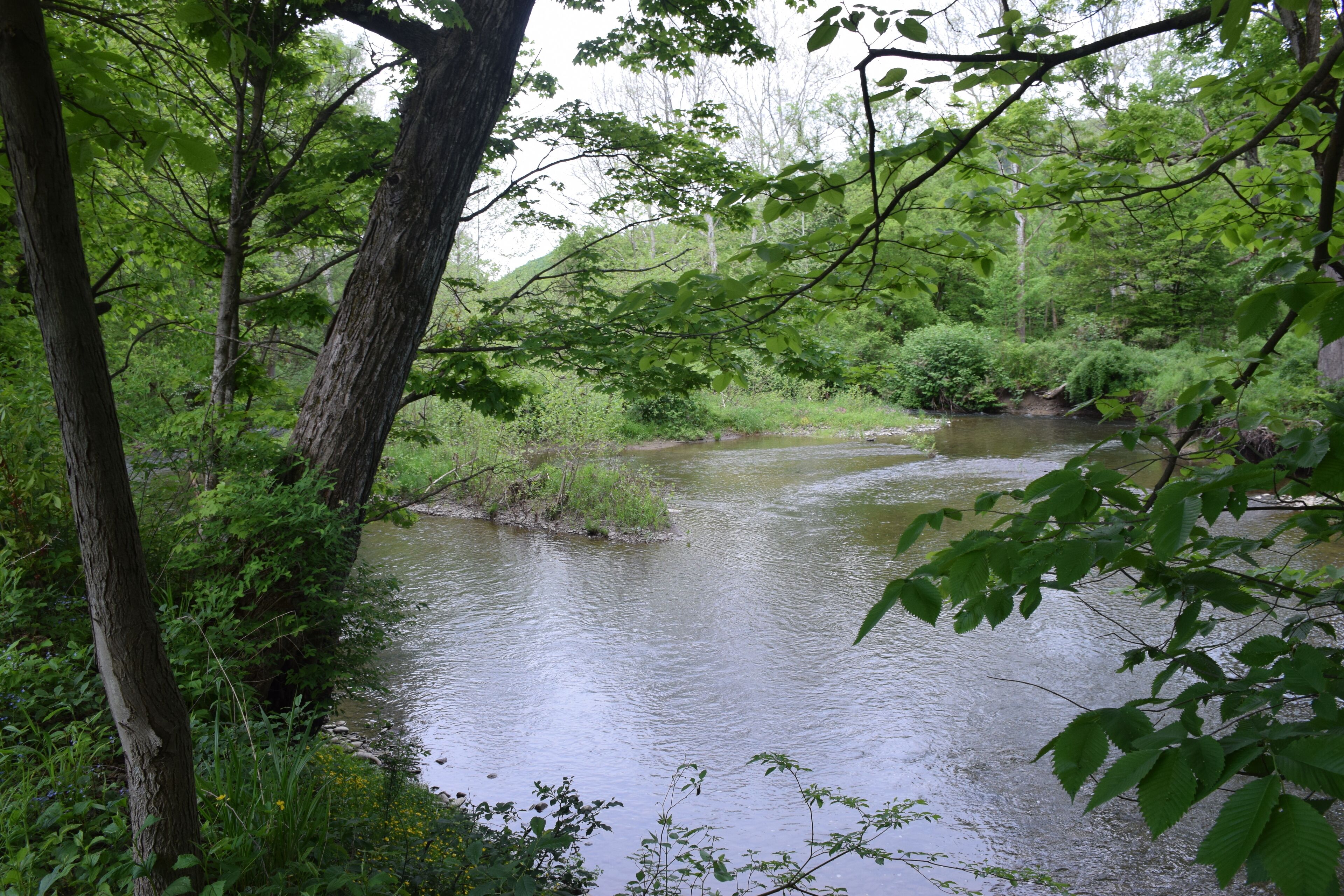 Een rivier die door een dichtbegroeid bos stroomt, met bomen en begroeiing.