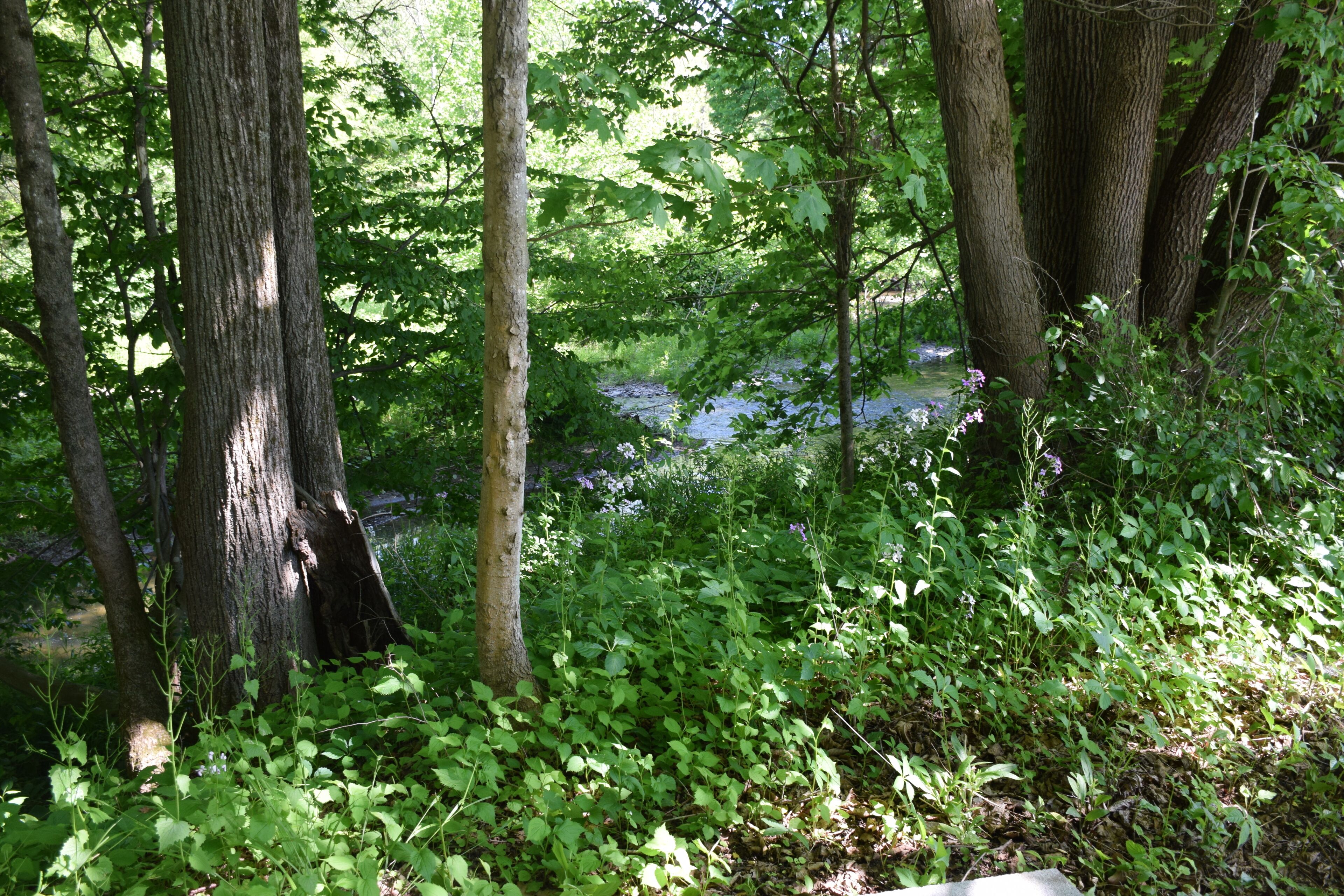 Un bosque tupido con árboles altos y un arroyo al fondo.