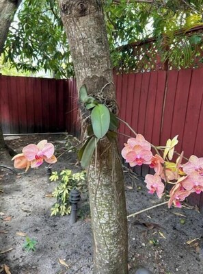 Exterior detail - 4PPL/Top Location/Parking/10min Airport #1
(Miami)