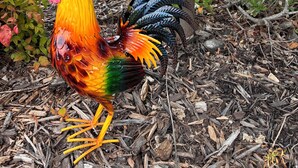 Une statue de coq aux couleurs vives, placée dans un jardin agrémenté de paillis et de plantes.