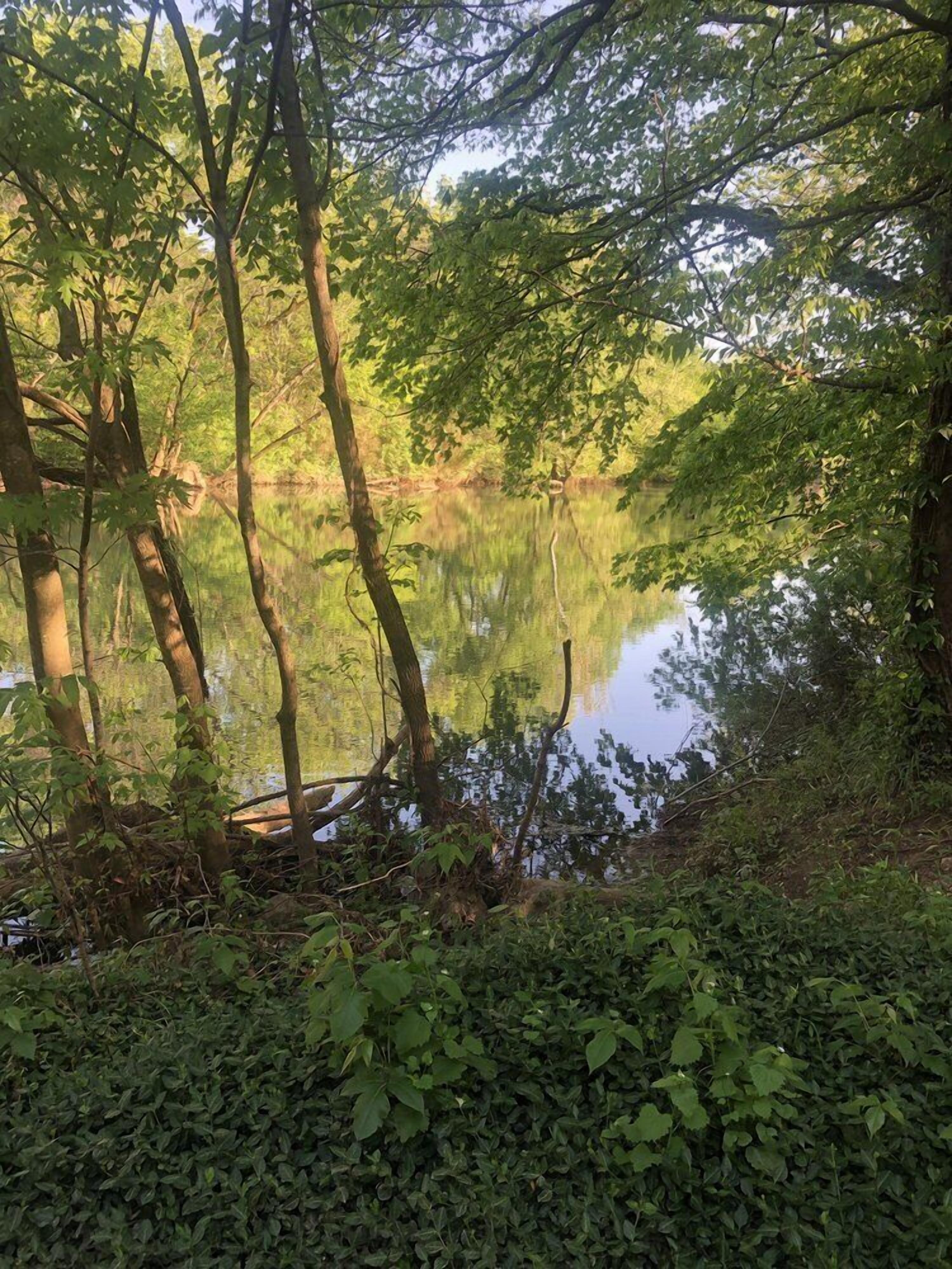 Un entorno tranquilo junto al lago, con abundante vegetación y aguas serenas.