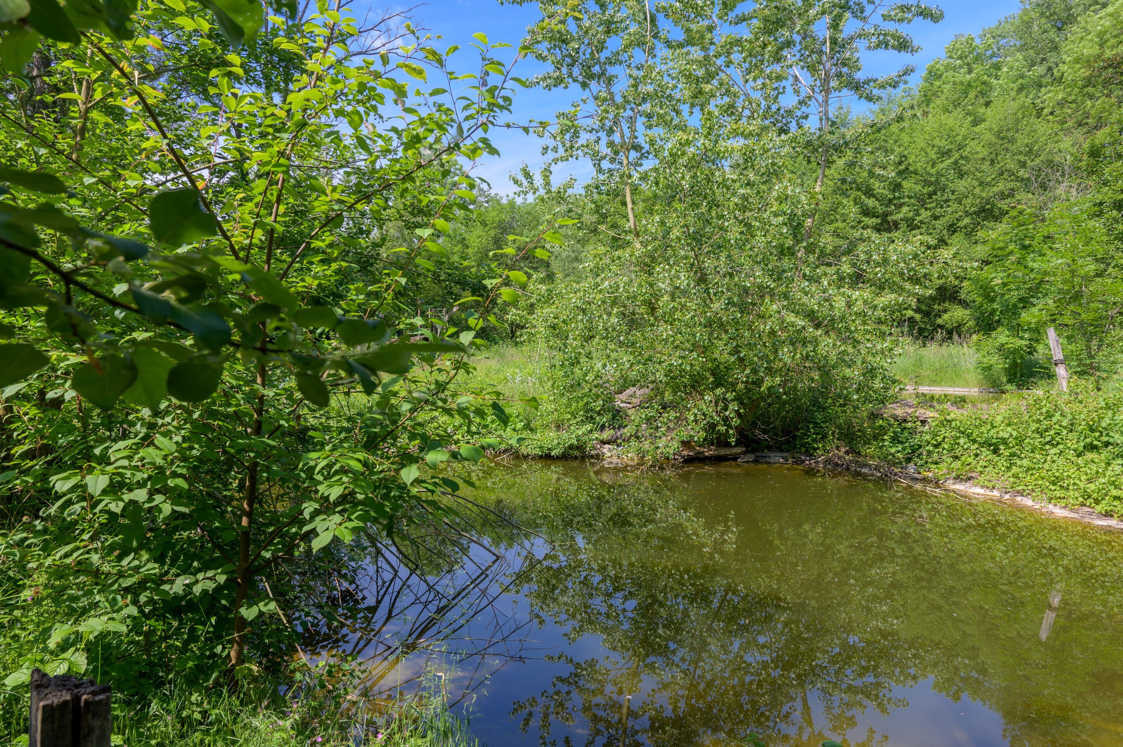 Eine natürliche Landschaft mit Teich, umgeben von dichtem Grün und Bäumen.