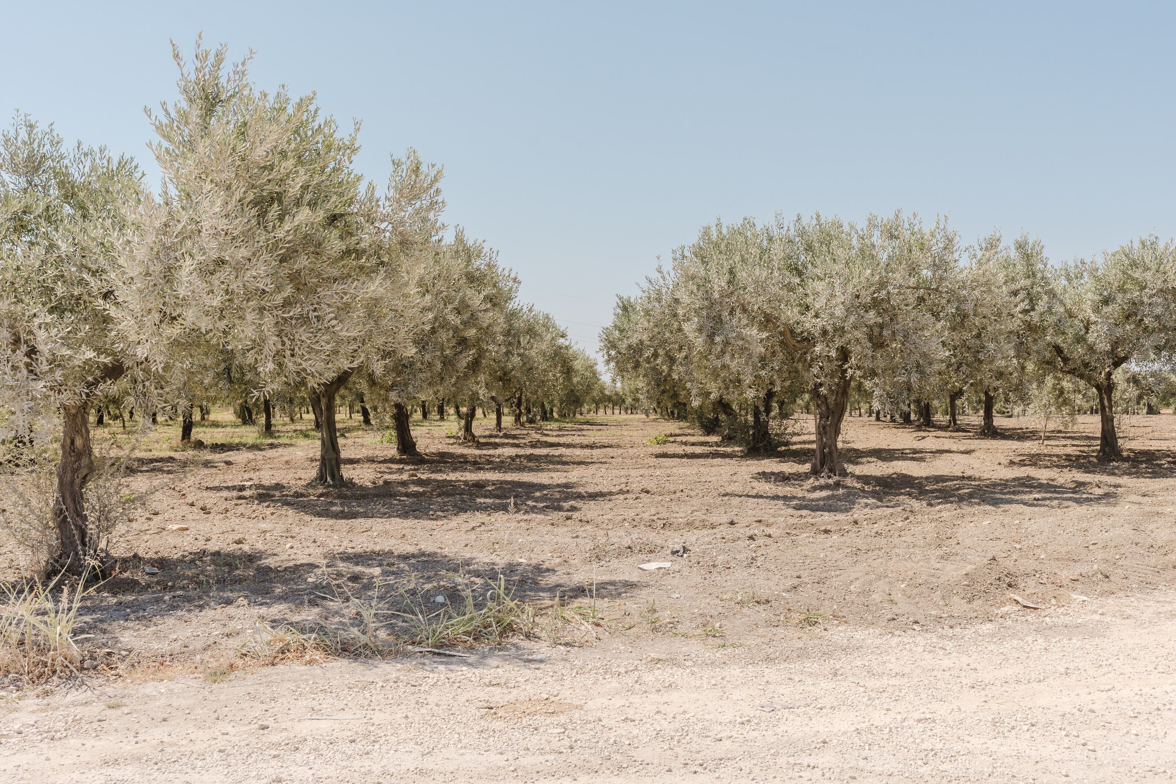 An olive grove with rows of trees under a clear sky.
