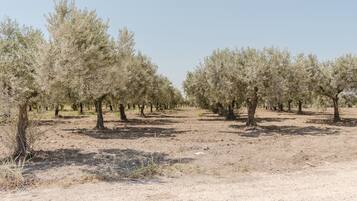 An olive grove with rows of trees under a clear sky.