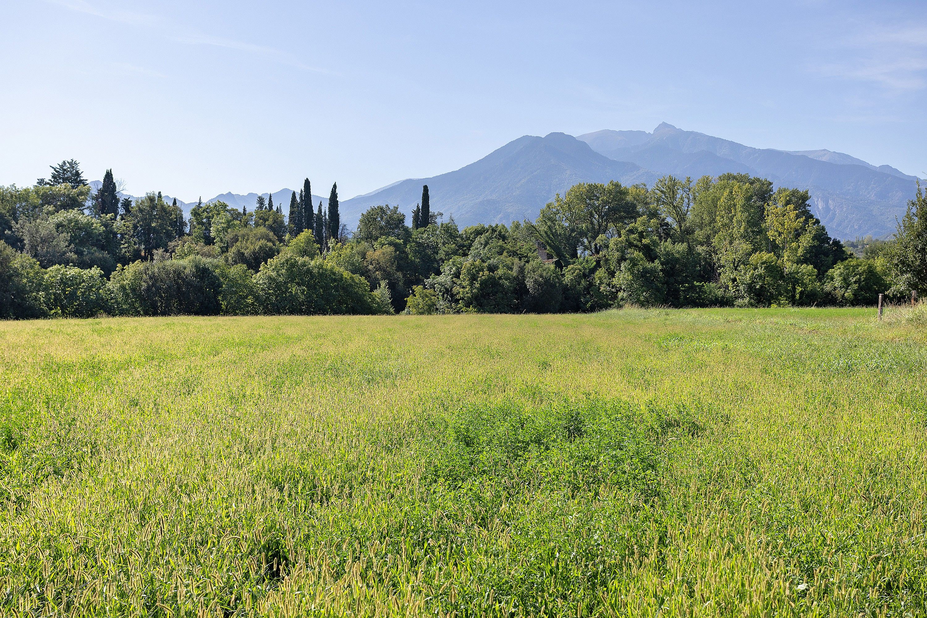 A field with a mountain range in the background.