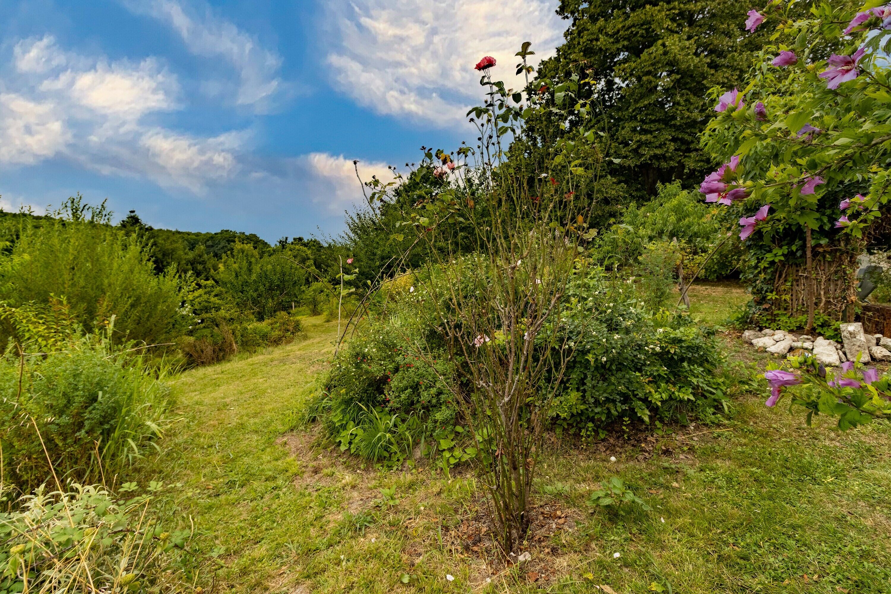 A garden with various plants and flowers, a clear sky, and a path.