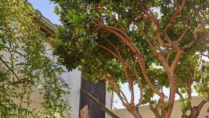 Un árbol en un patio con una rueda hidráulica y plantas en macetas.